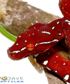 Baby Jayapura Green Tree Python