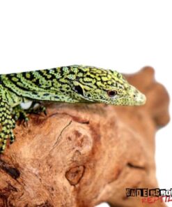 BABY KORDENSIS GREEN TREE MONITOR FOR SALE
