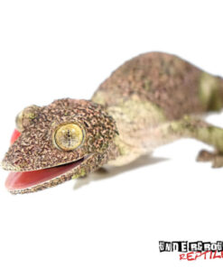 MOSSY LEAF TAILED GECKOS FOR SALE