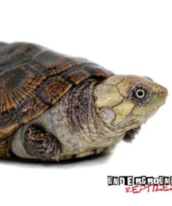 Madagascan Big Head Turtle For Sale