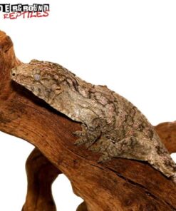 PURPLE NUU ANA LEACHIANUS GECKOS FOR SALE