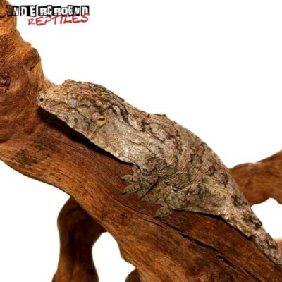 PURPLE NUU ANA LEACHIANUS GECKOS FOR SALE