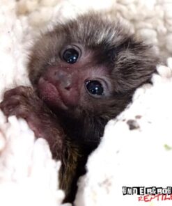 Baby Marmoset Monkey