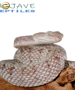 MCGREGORS PIT VIPERS FOR SALE