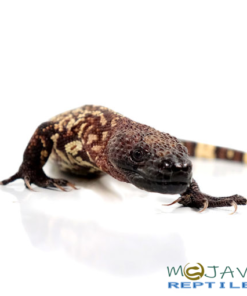 BABY MEXICAN BEADED LIZARD FOR SALE
