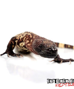 Baby Mexican Beaded Lizard