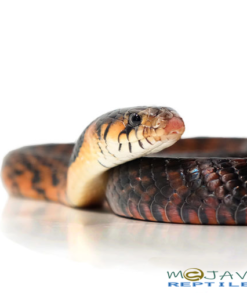 MEXICAN REDTAIL INDIGO AVAILABLE  FOR SALE