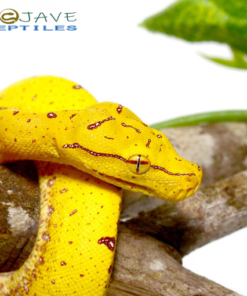 BABY MISOL GREEN TREE PYTHONS FOR SALE