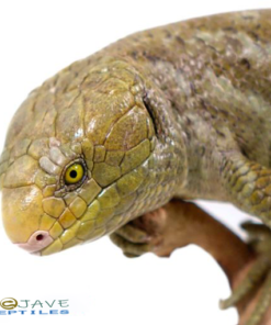 MONKEY TAILED SKINK FOR SALE