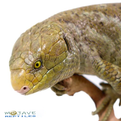 MONKEY TAILED SKINK FOR SALE