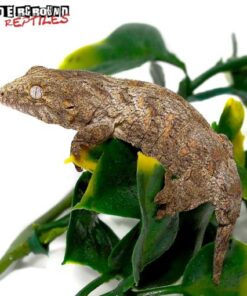 BABY MT KOGHIS LEACHIANUS GECKOS FOR SALE
