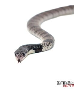 Baby Nimibian Coral Cobra