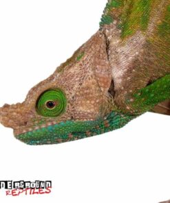 O’Shaughnessy’s Chameleon
