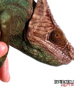 Parson’s Chameleon