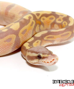 BABY PASTEL BANANA BALL PYTHONS FOR SALE