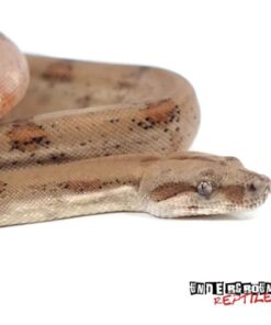 Baby Pearl Island Boa Constrictor