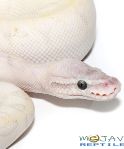 PHANTOM BAMBOO BALL PYTHONS FOR SALE