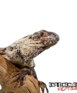 Pied Pectinata