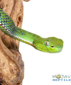POPES BAMBOO PIT VIPERS FOR SALE