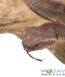 RED FLATNOSE BAMBOO PIT VIPERS FOR SALE