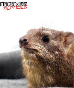ROCK HYRAX FOR SALE
