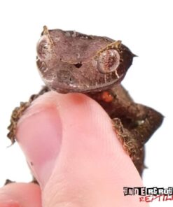 SATANIC LEAFTAIL GECKO FOR SALE