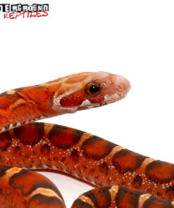 BABY BLOOD RED SCALELESS CORNSNAKE FOR SALE