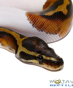 BABY SCALELESS HEAD PIED BALL PYTHONS FOR SALE
