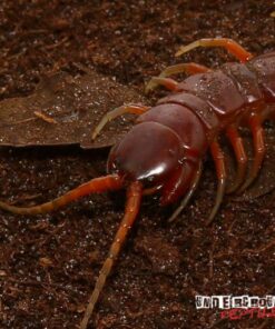 SOLOMON ISLAND GIANT RED CENTIPEDE FOR SALE