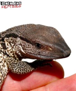 BABY SOUTH AFRICAN WHITE THROAT MONITORS FOR SALE