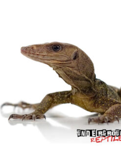 BABY SPINY NECK MONITORS FOR SALE