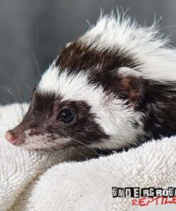 LIBYAN STRIPED WEASEL FOR SALE