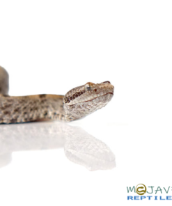 Tamaulinpan Rock Rattlesnake