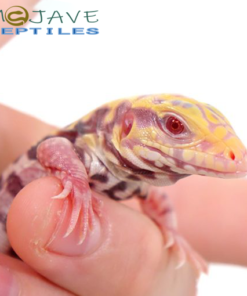 BABY ALBINO TIGER ICE TEGUS FOR SALE