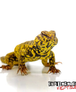 SAHARAN YELLOW UROMASTYX FOR SALE