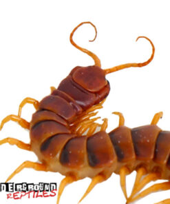 Peruvian Yellow Leg Centipede