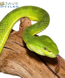 YUNNAN BAMBOO PIT VIPERS FOR SALE