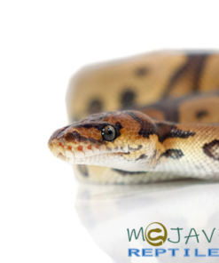 BABY LEOPARD BLADE CLOWN BALL PYTHONS FOR SALE