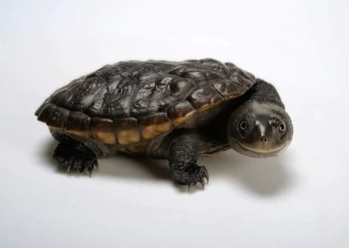 BABY SAW SHELLED TURTLE FOR SALE - Image 2
