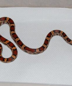 BABY COPPERHEAD SNAKES FOR SALE