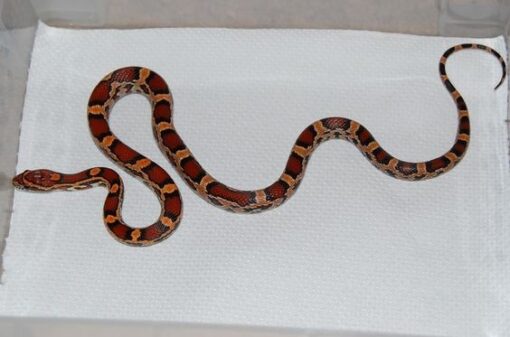 BABY COPPERHEAD SNAKES FOR SALE