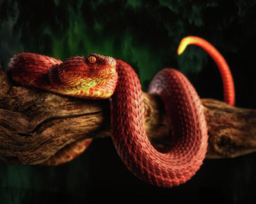 BABY RED SQUAMIGERA BUSH VIPERS FOR SALE - Image 2