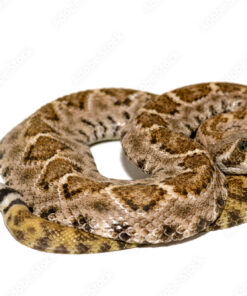 WESTERN DIAMONDBACK RATTLESNAKE FOR SALE