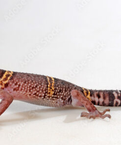 HUULIENSIS CAVE GECKO PAIR FOR SALE