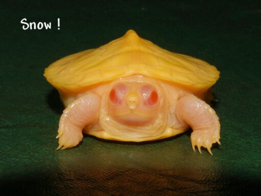 SNOW ALBINO RED EAR SLIDER TURTLE FOR SALE - Image 4