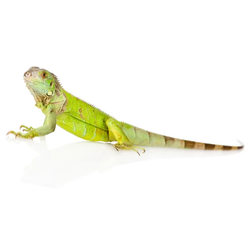 Iguanas for sale