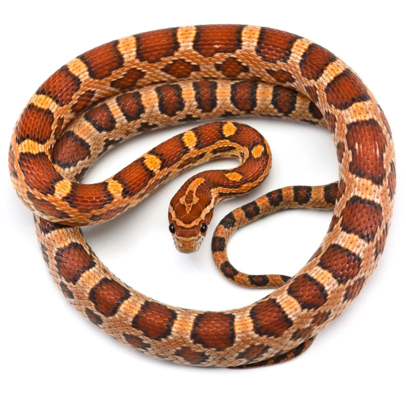 Snakes For Sale
