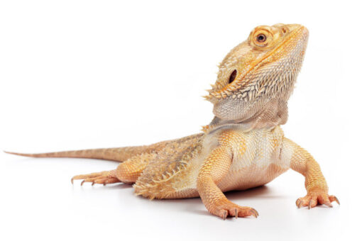 BABY CITRINE BEARDED DRAGON TRIO FOR SALE