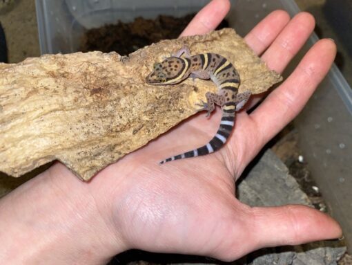 BAWANGLING CAVE GECKOS FOR SALE - Image 3