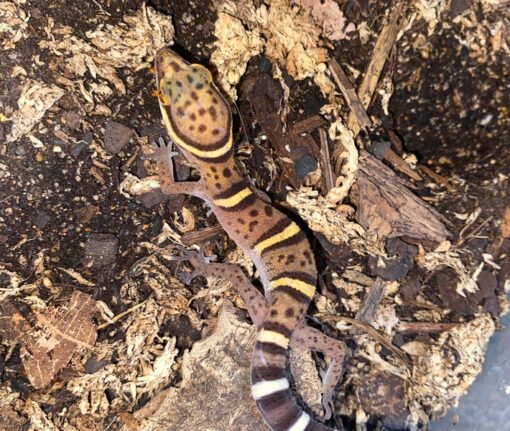 BAWANGLING CAVE GECKOS FOR SALE - Image 4